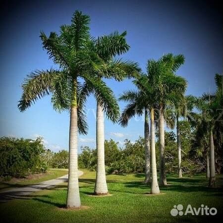 Roystonea regia / Ройстения королевская