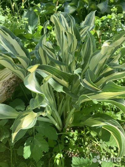 Хоста дорогие коллекционные сорта