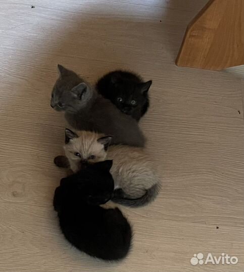 Котята в добрые руки