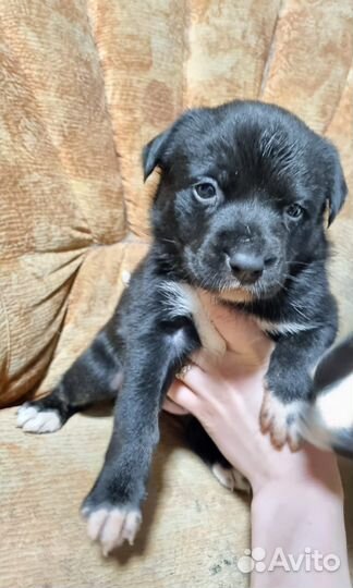 Щенок месяц ищет дом