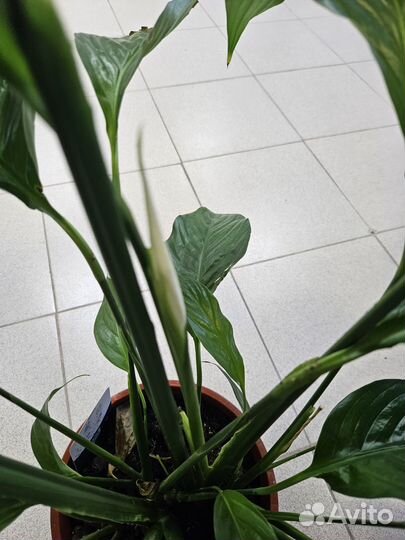 Лауреата Спатеффилум