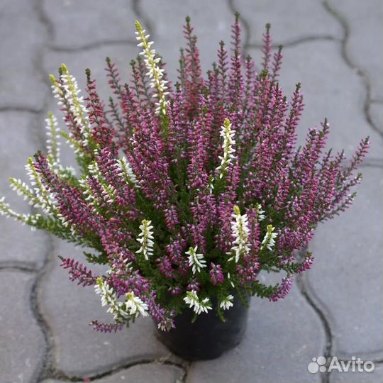 Вереск Каллуна для дома и офиса