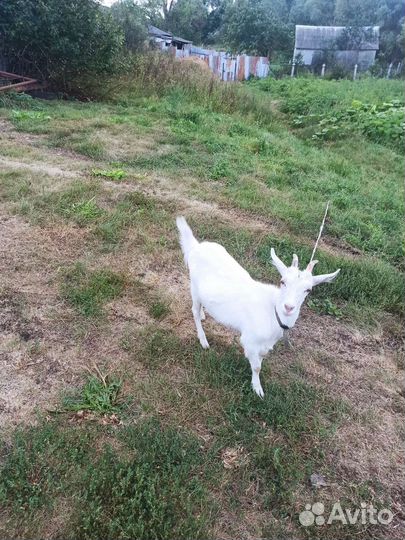 Козлята