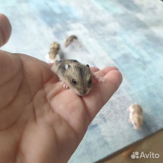 Джунгарский хомяк маленький