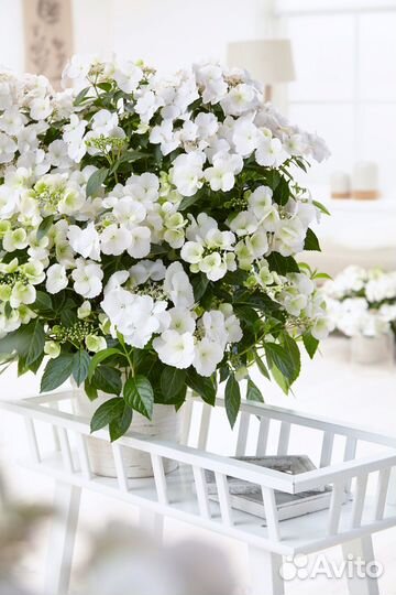 Гортензия амп. 