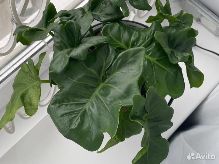 Филодендрон атом