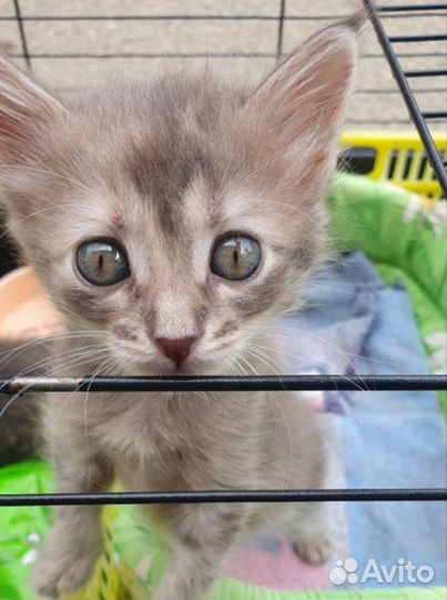 Котята в добрые руки ищут дом