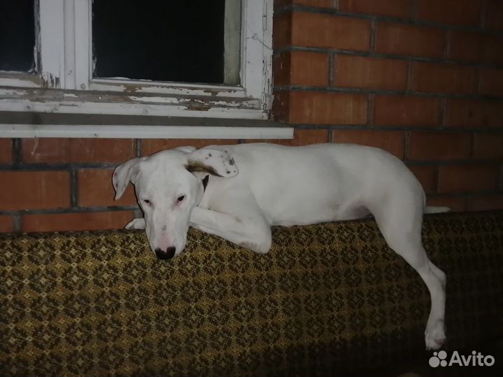 Собака в добрые руки