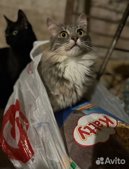 Кот бесплатно
