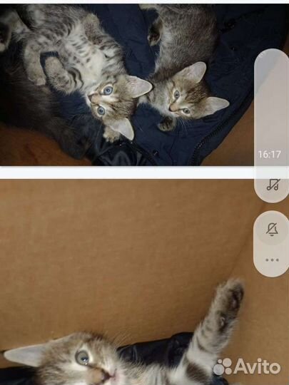 Котята в добрые руки,бесплатно