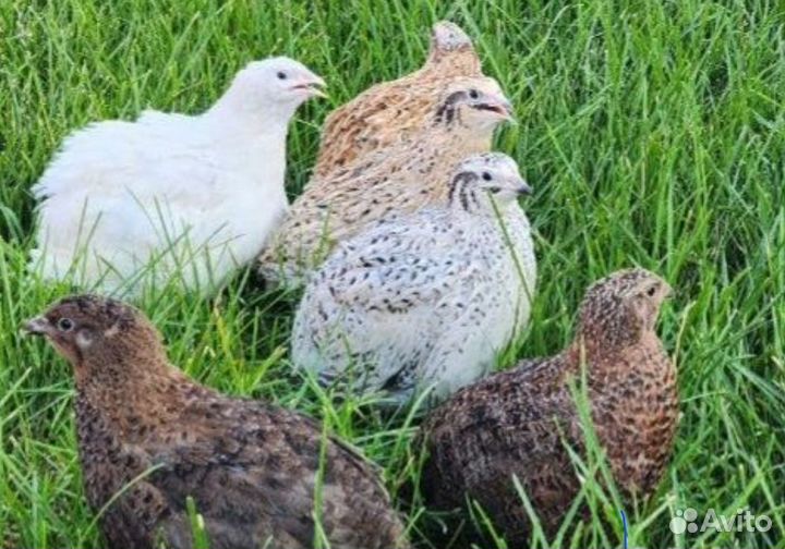 Перепела суточные