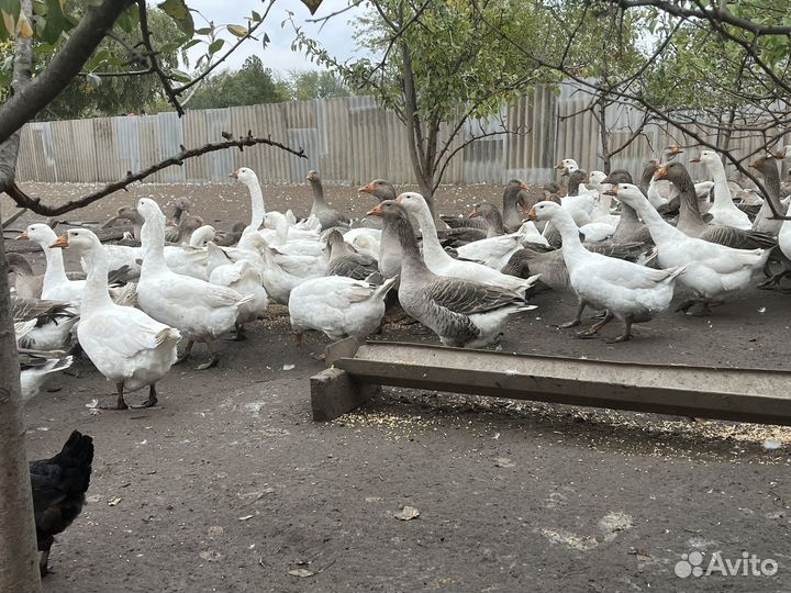 Гуси