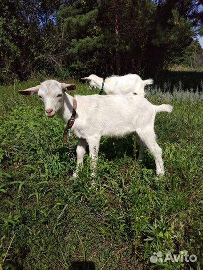 Козлята