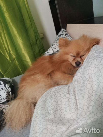 Передержка для собаки,кошки,других животных