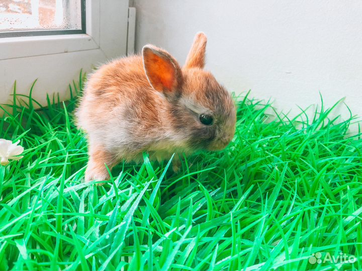 Карликовый кролик - супер мини