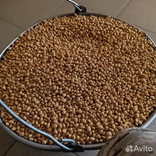 Соя кормовая