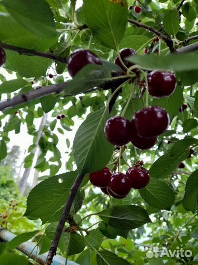 Саженцы вишни