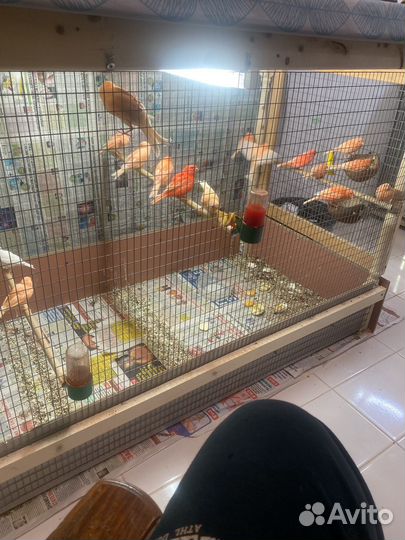 Молодые кенара