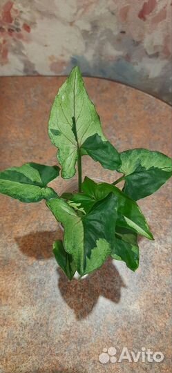 Сингониумы