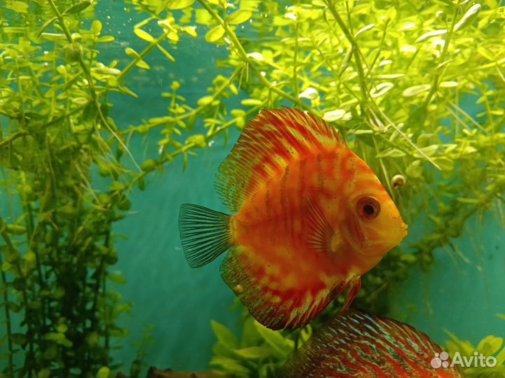 Дискус пиджен