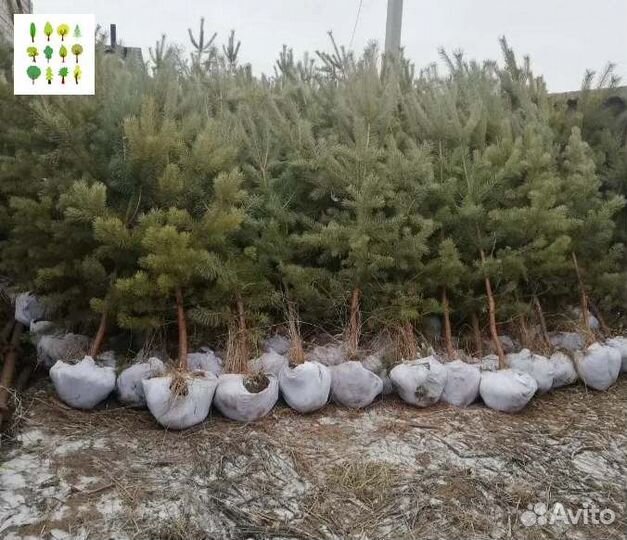 Крупномеры сосны с гарантией