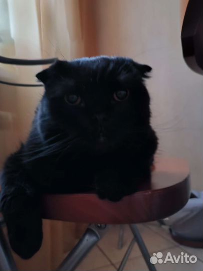 Шотландский вислоухий кот