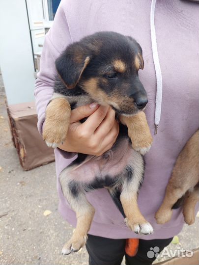 Щенки в добрые руки