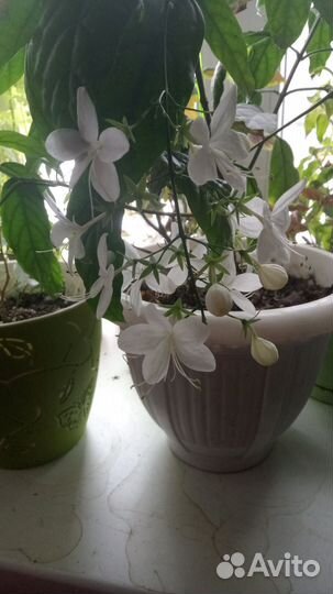 Комнатные растения цветы