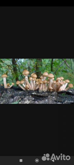 Грибы опята свежие