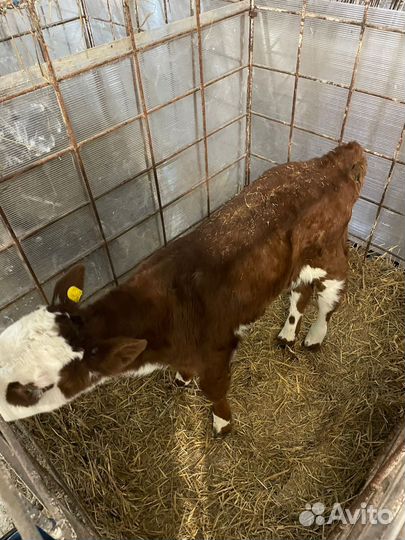 Бычки мясные на откорм