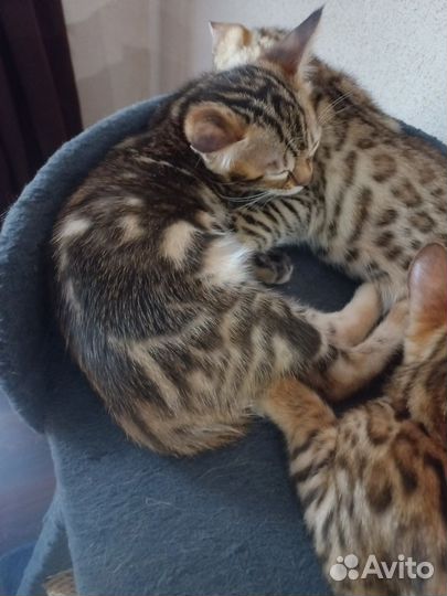 Бенгальские котята
