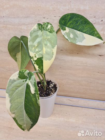 Сингониум Чиапенсе вар