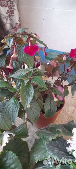 Фиалка,ахименес