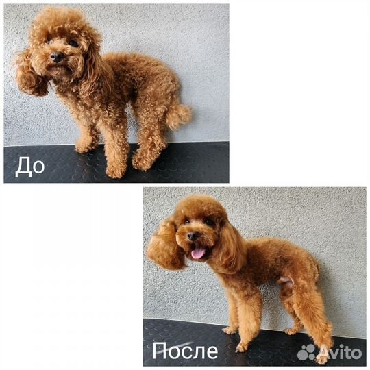 Костюм для собак