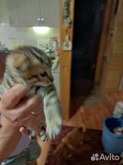 Кошки в добрые руки бесплатно