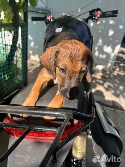 Ягдтерьер+фокстерьер