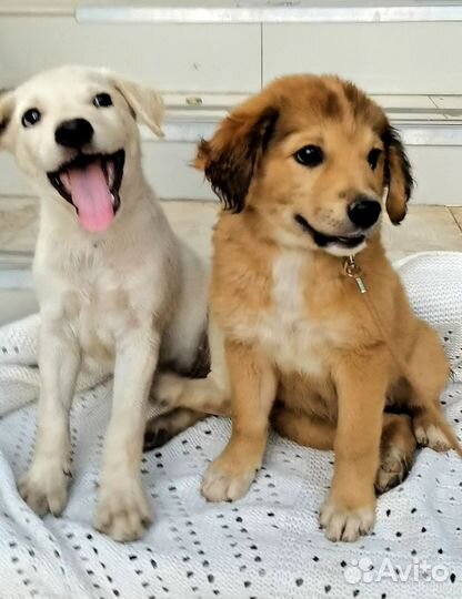 Щенок лабрадор мальчик