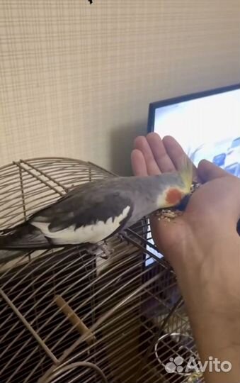 Попугай корелла мальчик (забронирован)