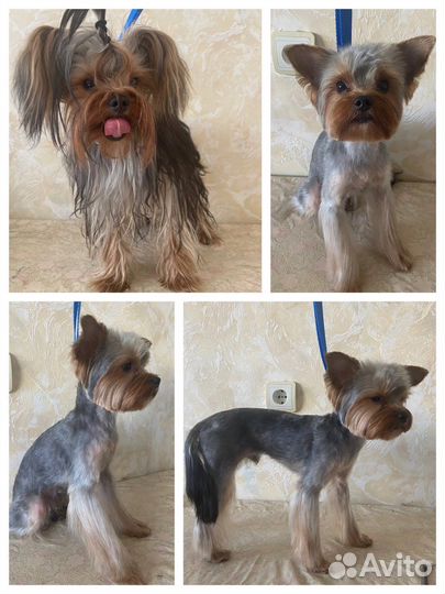 Стрижка и гигиена собак груминг