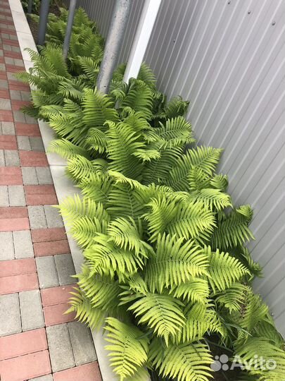 Продаю многолетние цветы/кусты