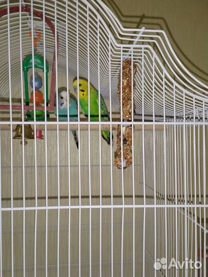 Продам попугаев самец и самка вместе с клеткой
