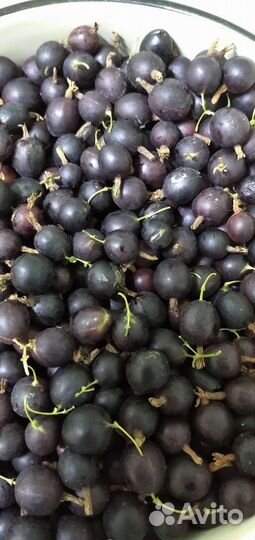 Крыжовник (ягоды ). Сорт чёрный негус