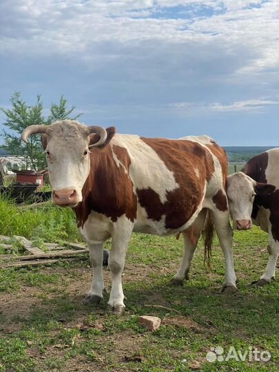 Продажа крс живьем