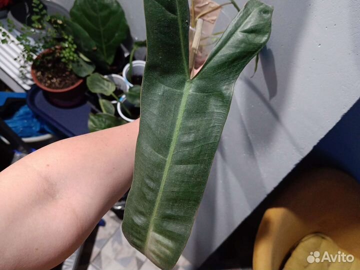 Филодендрон Биллетау