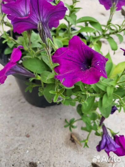 Петуньи, георгины, лобелия, газания