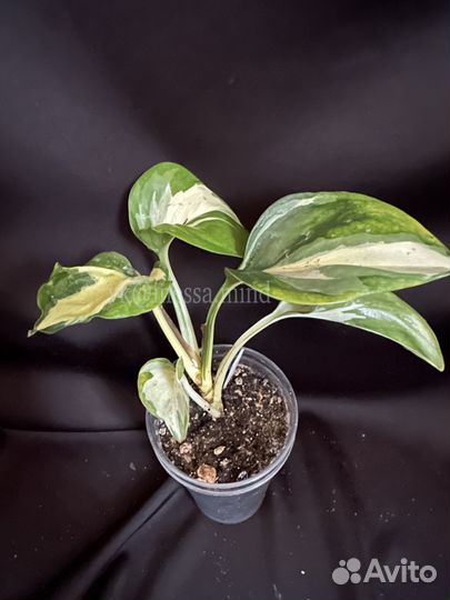 Эпипремнумы, сциндапсусы