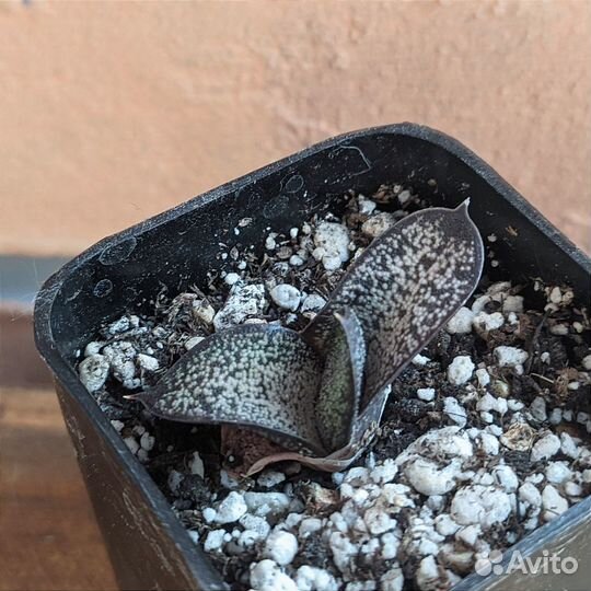 Гастерия Батеса