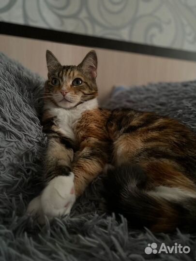 Одам бесплатно кошку