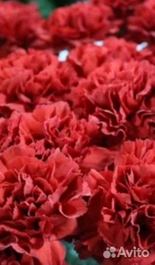 Гвоздика опт и розница