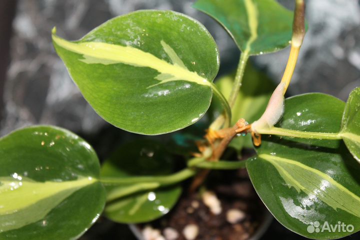 Комнатные цветы